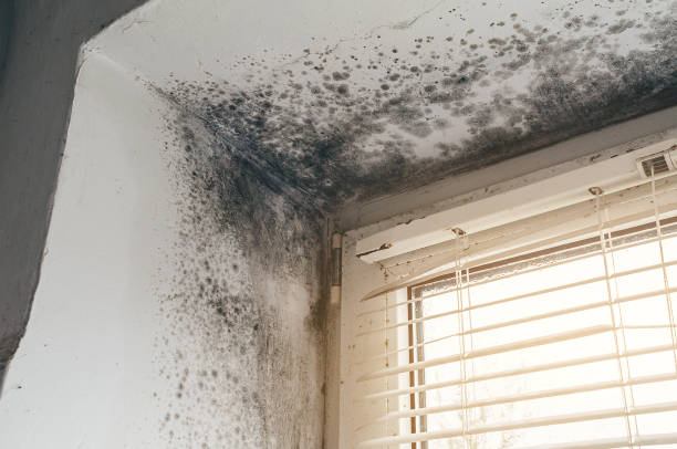 Affordable Hvac And Air Duct Mold Remediation solutions in Sedley, VA